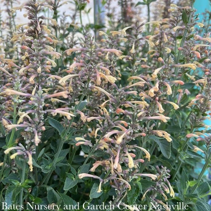 #1 Agastache x PW Meant to Bee &#39;Queen Nectarine&#39;/ Anise Hyssop