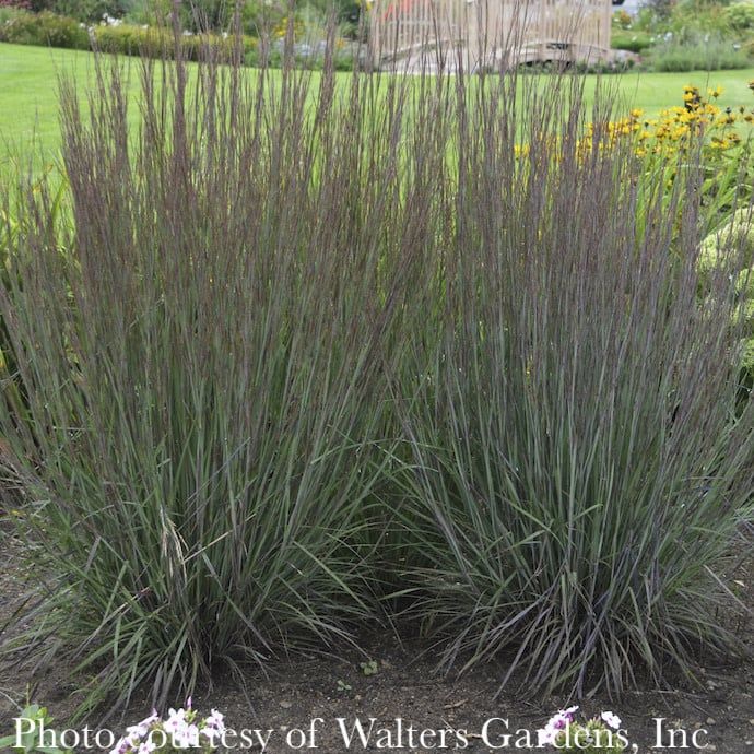 #1 Grass Schizachyrium scop Smoke Signal/ Little Bluestem Native (TN)