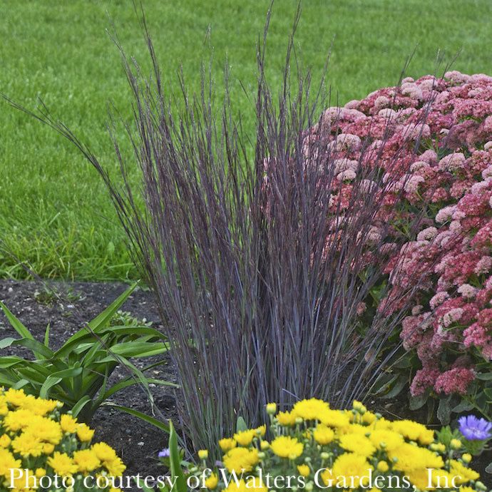 #1 Grass Schizachyrium scop Smoke Signal/ Little Bluestem Native (TN)