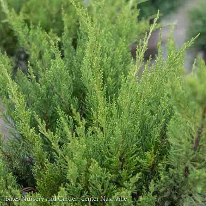 #2 Juniperus x pfitz Kallay&#39;s Compact/ Spreading Pfitzer Juniper