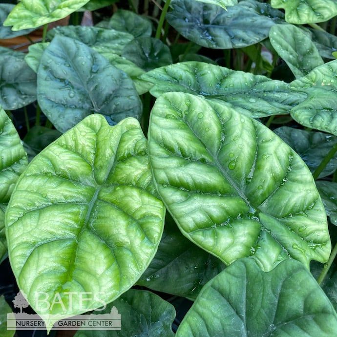4p! Alocasia Quilted Green /Tropical