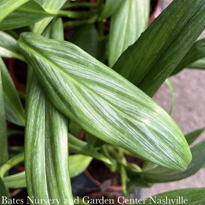 4p! Pothos Epi Silver Stripes /Tropical