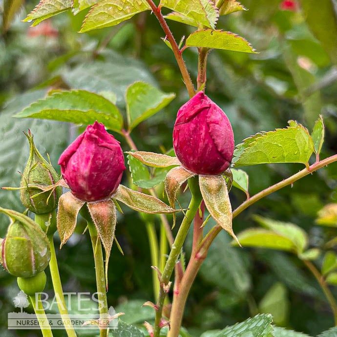 #3 Rosa Sultry Night/ Magenta Shrub Rose - No Warranty