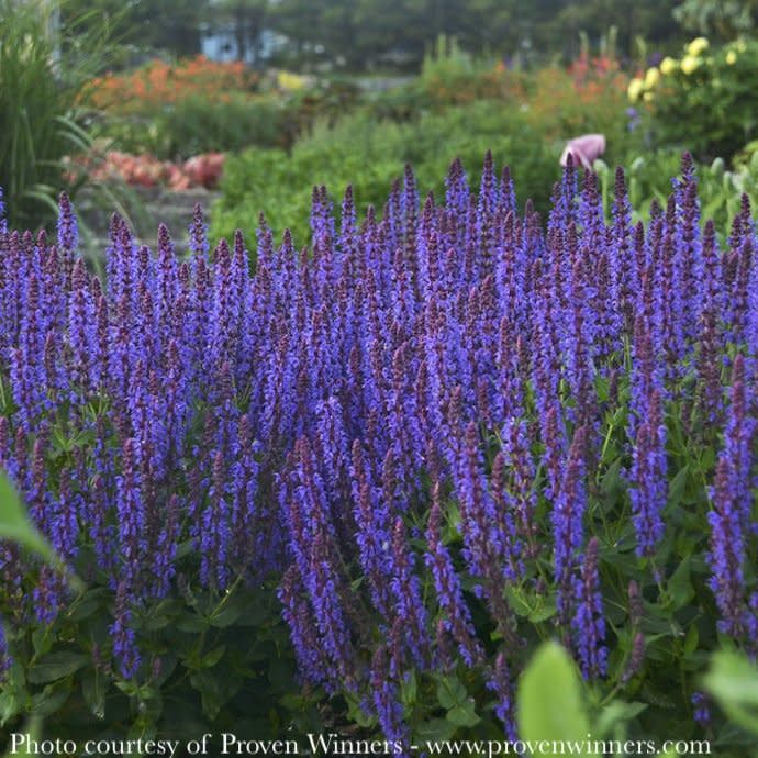 #1 Salvia nem PW Color Spires &#39;Violet Riot&#39;/ Sage