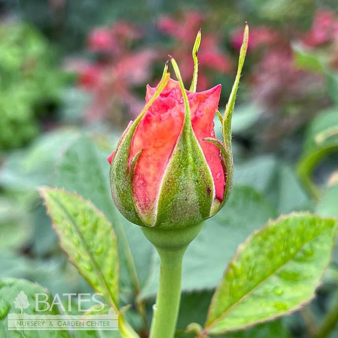 #3 Rosa Heavenly Scented/ Pink Hybrid Tea Rose - No Warranty