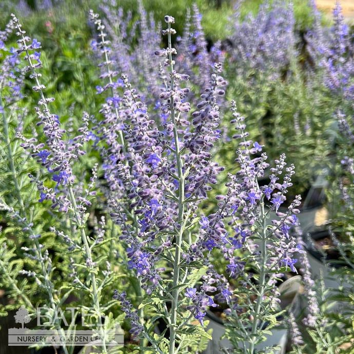 #1 Perovskia atrip PW Sage Advice/ Russian Sage