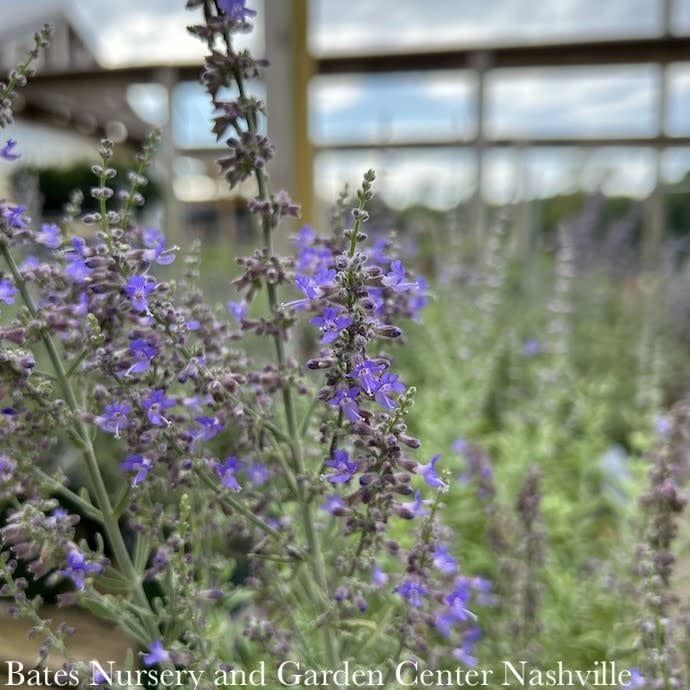 #1 Perovskia atrip PW Sage Advice/ Russian Sage