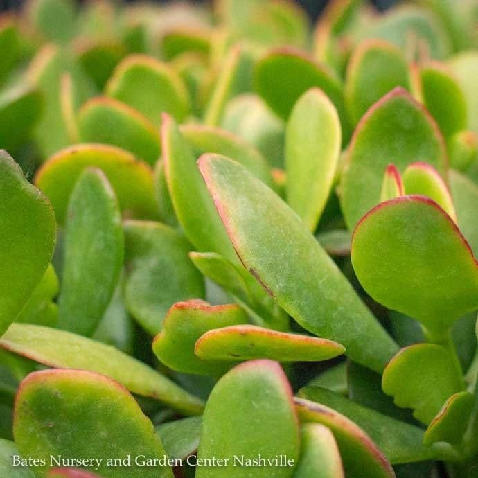5p! Crassula / Jade Plant Premium in Clay Pot Succulent /Tropical