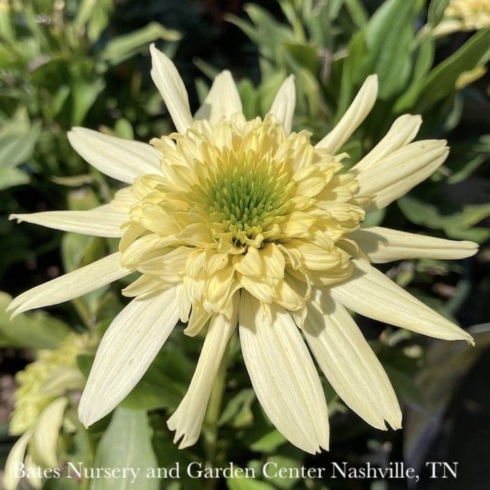 #1 Echinacea x Sundial &#39;Zenith&#39;/ Yellow Coneflower