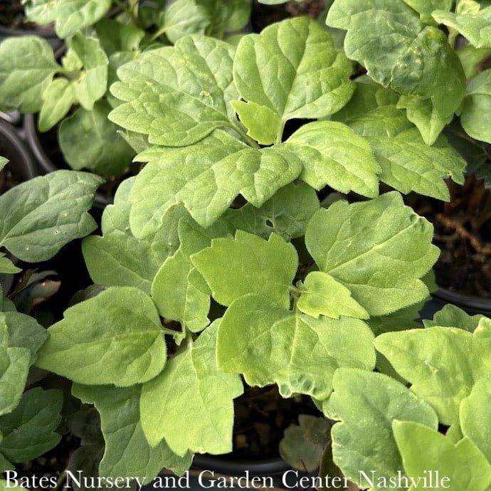 4P Pachysandra procumbens/ Allegheny Spurge Native (TN)