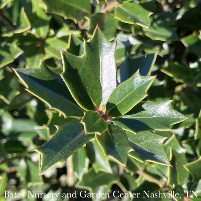 #7 Ilex x Christmas Jewel/ Holly (self-fertile)
