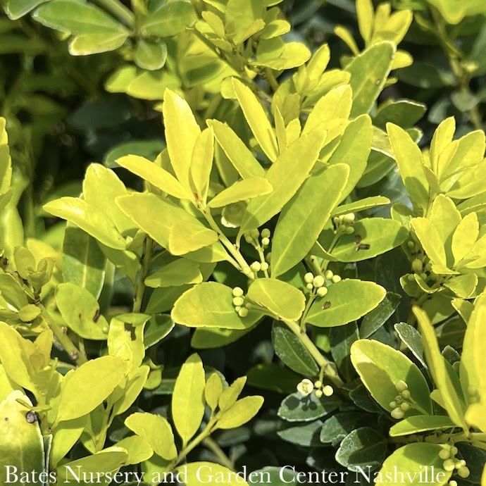 #3 Ilex cren Hoogendorn GOLDEN/ Compact Japanese Holly (male)