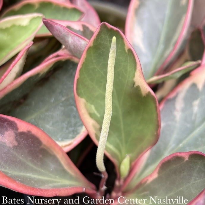 4p! Peperomia Clusifolia Ginny /Tropical