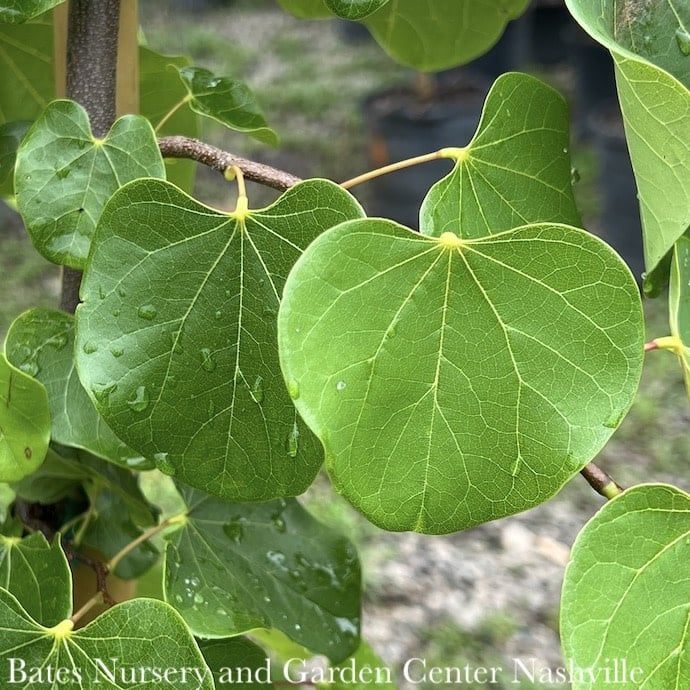 #7 Cercis can var tex Traveller/  Weeping Texas Redbud