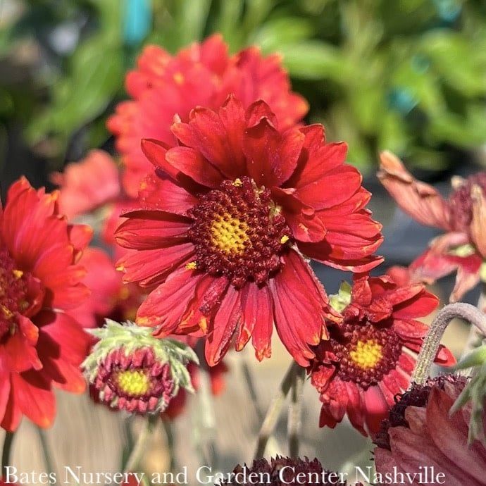 #1 Gaillardia Mesa Red/ Blanket Flower