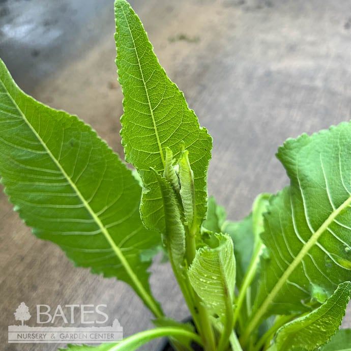 #1 Parthenium integrifolium/ Wild Quinine, American Feverfew Native (TN)