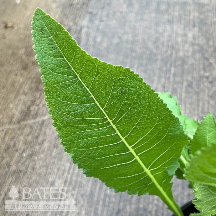 #1 Parthenium integrifolium/ Wild Quinine, American Feverfew Native (TN)