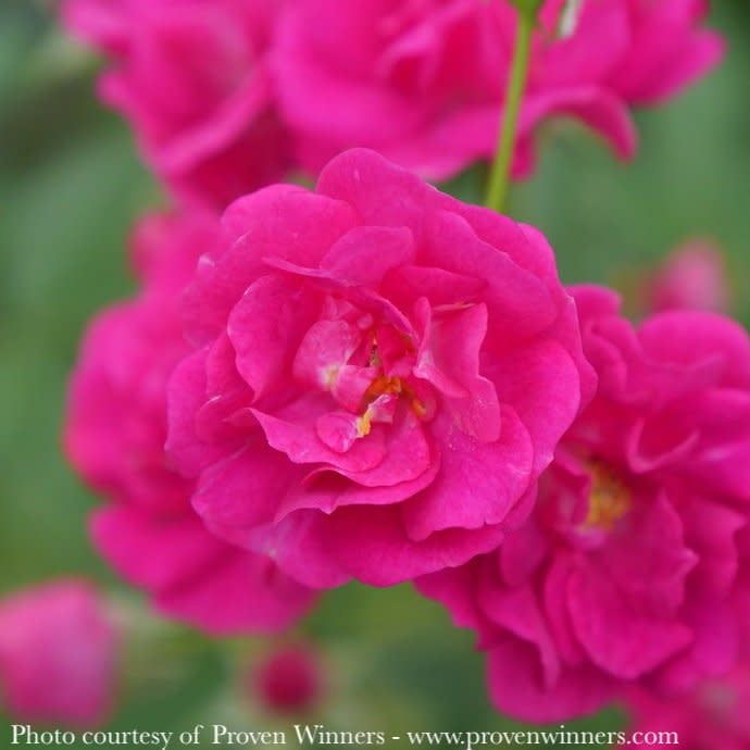 #3 Rosa PW Oso Easy &#39;Peasy&#39;/ Hot Pink Shrub Rose - No Warranty