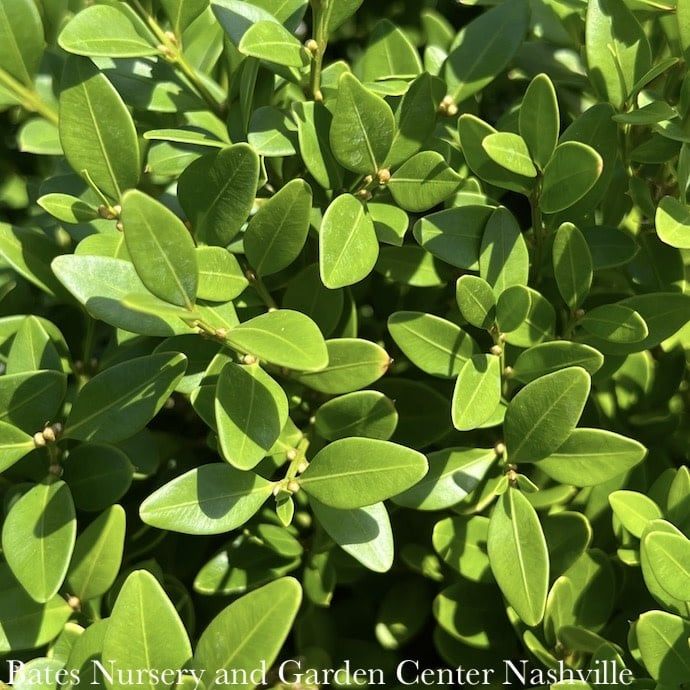 #3 Buxus x Green Velvet/ Boxwood
