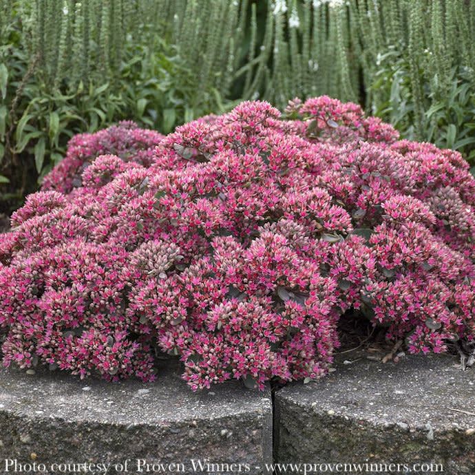 #1 Sedum x Rock 'N Grow 'Popstar'/ Stonecrop
