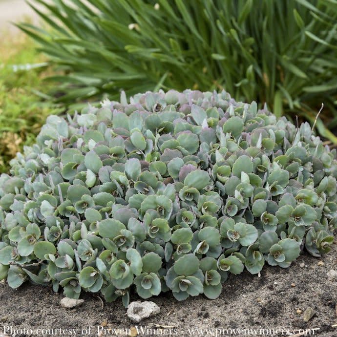 #1 Sedum x Rock &#39;N Grow &#39;Popstar&#39;/ Stonecrop
