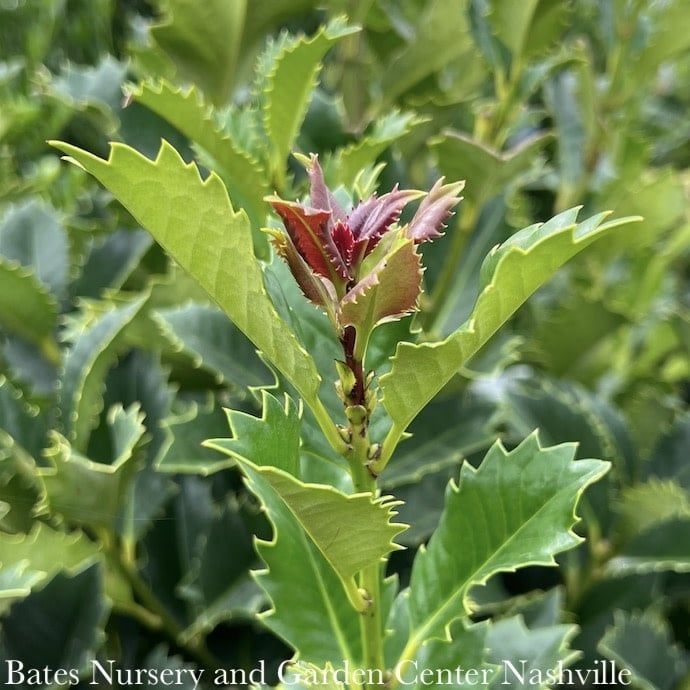 #15 Ilex x My Lady/ Purple Holly