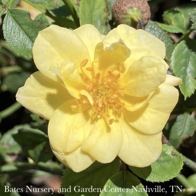 #3 Rosa Lemon Drift/ Groundcover Rose - No Warranty