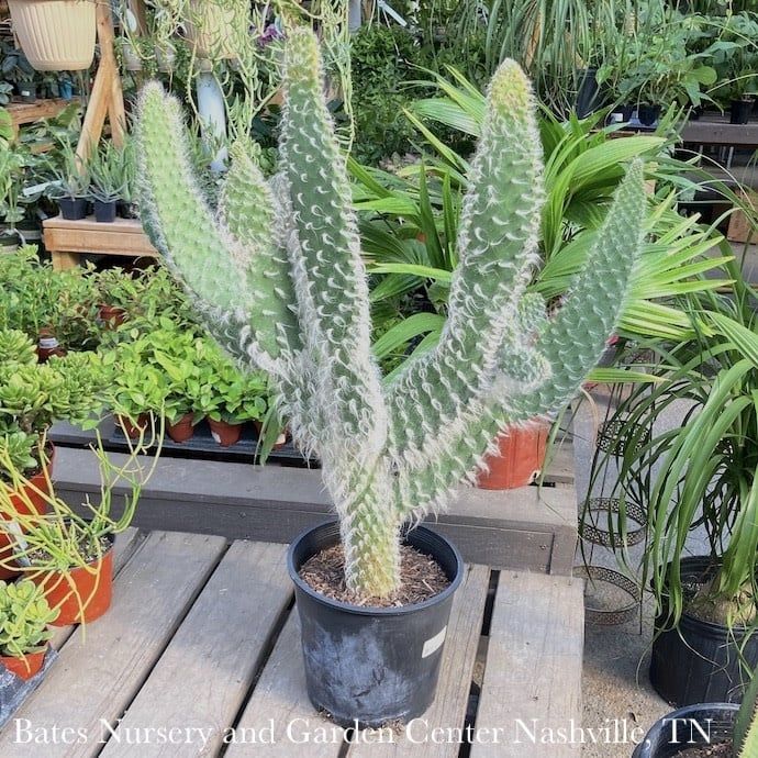 10p! Cactus Opuntia Snow White / Tropical