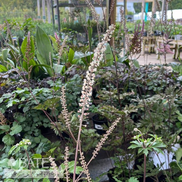 #1 Actaea (Cimicifuga) simplex James Compton/ Bugbane