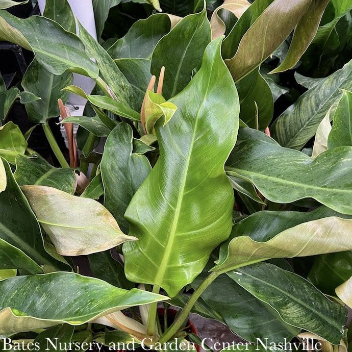 6p! Philodendron Little Phil /Tropical