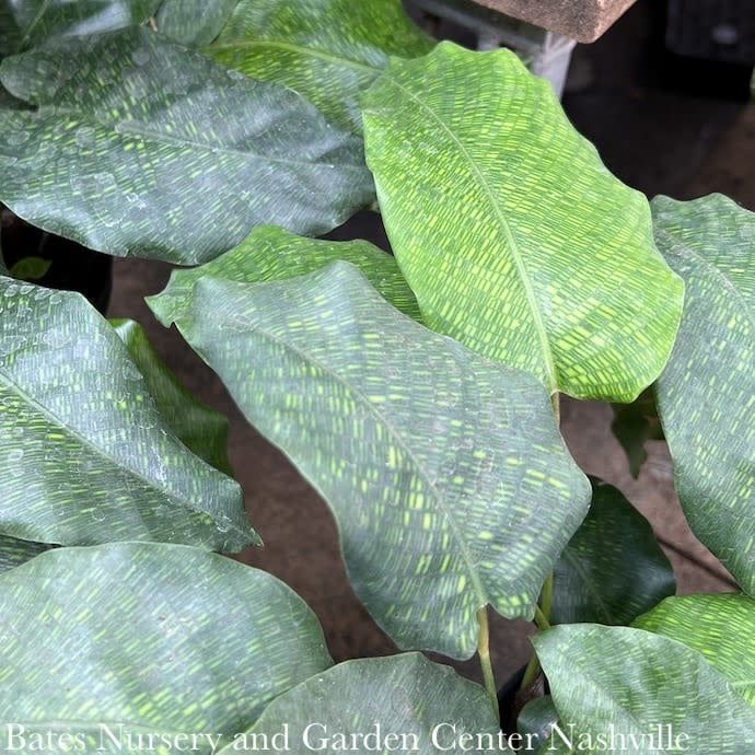 4p! Calathea Network /Tropical