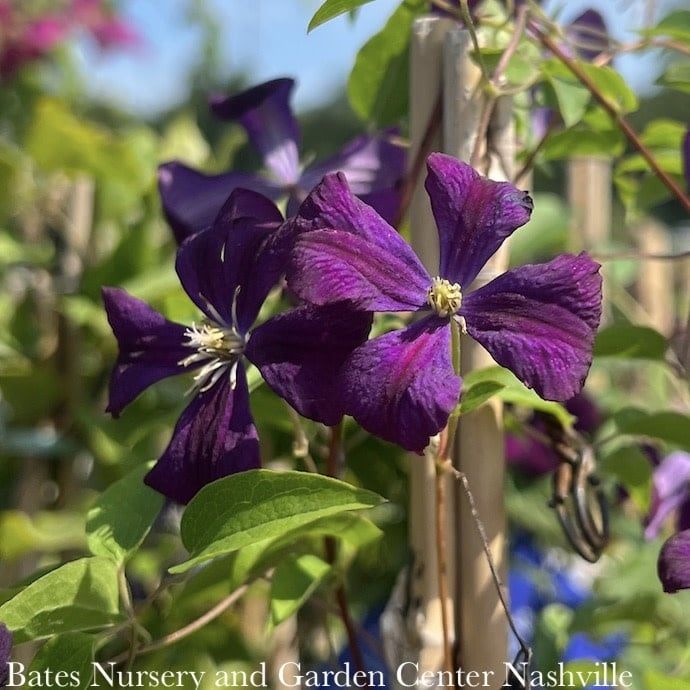 #5 Clematis x Jackmanii SUPERBA/ Dark Purple