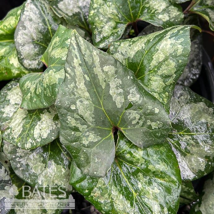 #1 Asarum splendens/ Variegated Chinese Wild Ginger