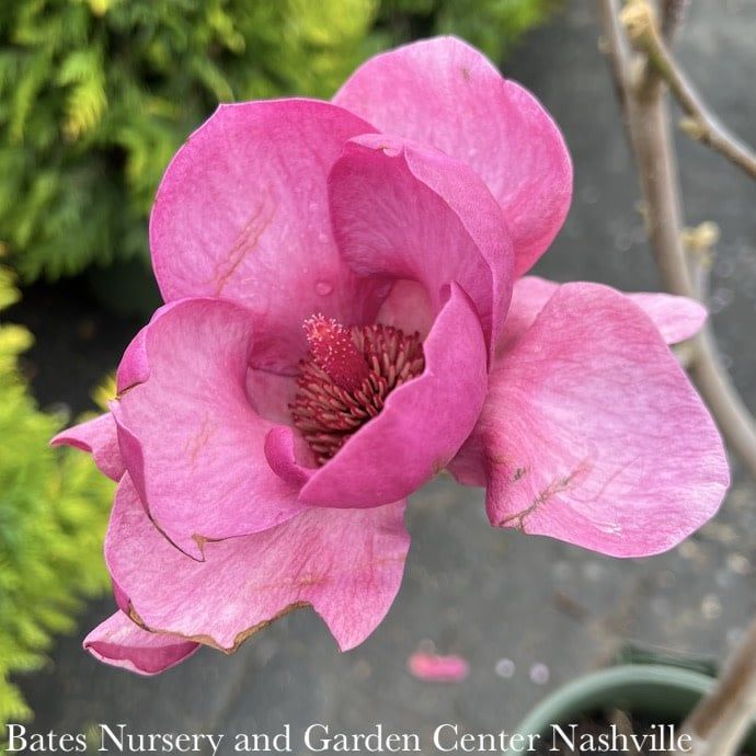 #7  SINGLE Magnolia x soul Black Tulip/ Deciduous Dark Purple-pink Saucer