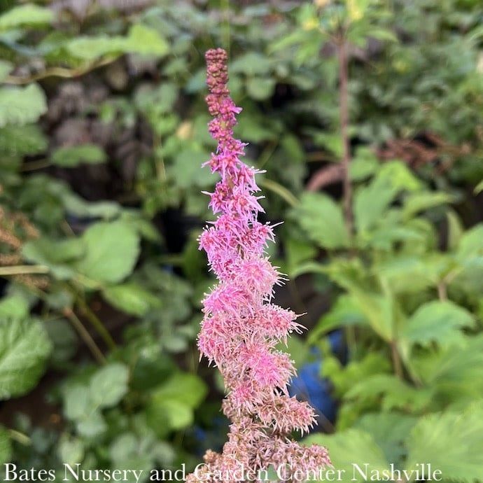 #1 Astilbe chin Purple Candles