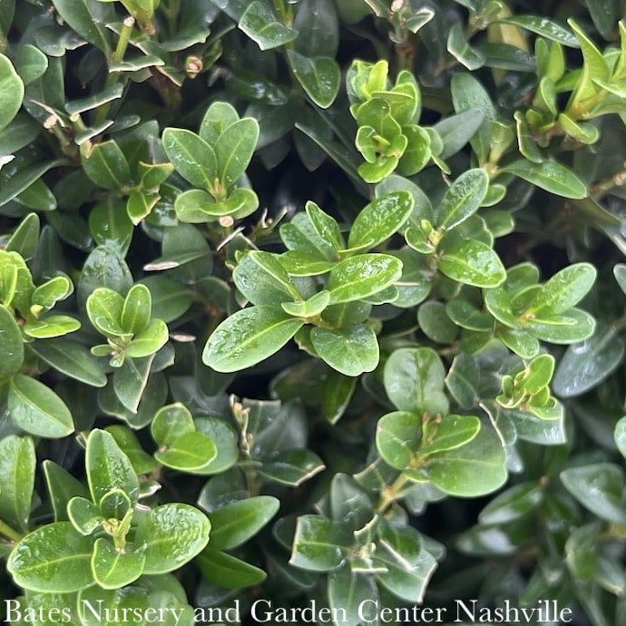 #6 Buxus sempervirens/ American Boxwood