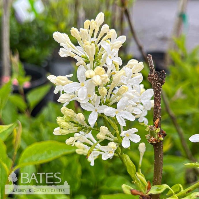 #2 Syringa vul New Age &#39;White&#39;/ Compact Lilac