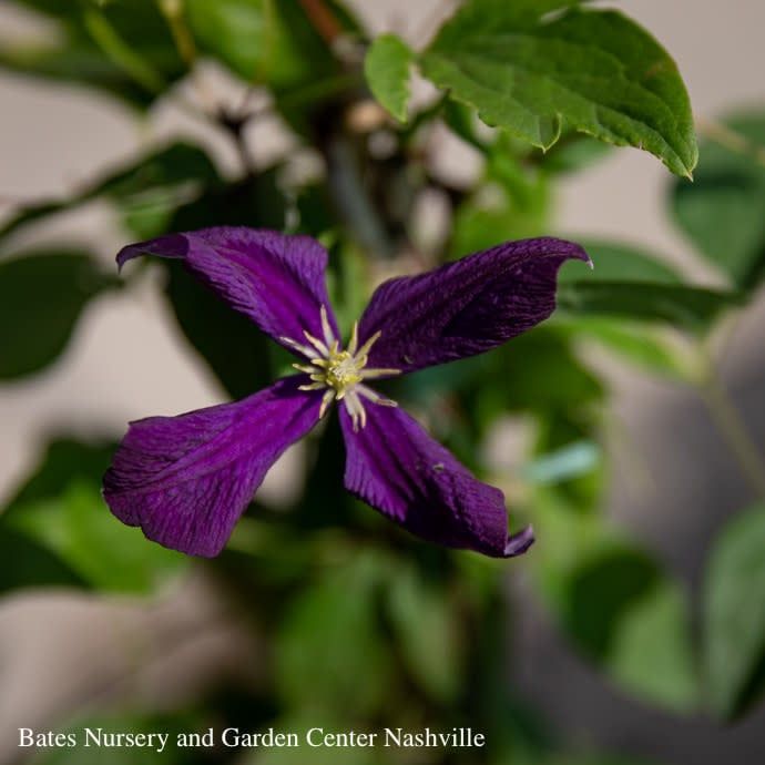#5 Clematis x Jackmanii SUPERBA/ Dark Purple