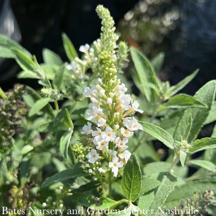 #1 Buddleia Buzz &#39;Ivory&#39;/ Butterfly Bush