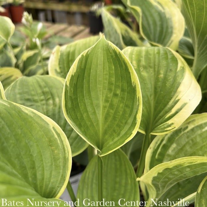#1 Hosta His Honor/ Green and Yellow