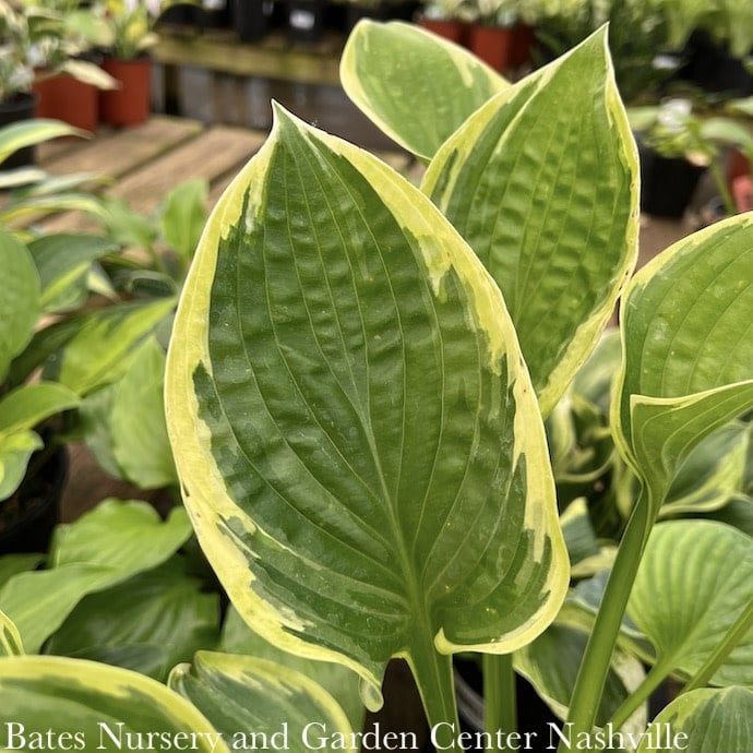 #1 Hosta His Honor/ Green and Yellow
