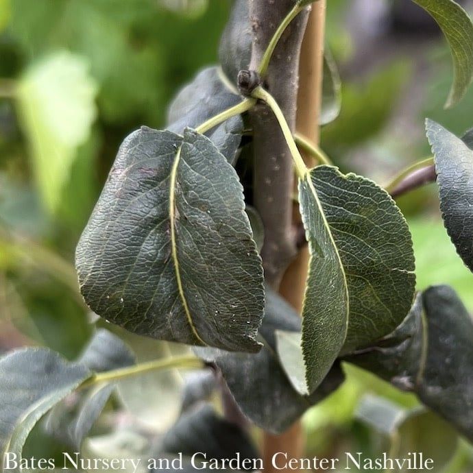 Edible #3 Pyrus com Red D&#39;Anjou/ Semi-dwarf Pear