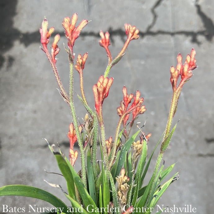 Tropical #1 Anigozanthos Kanga Red/ Kangaroo Paw