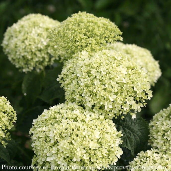 #3 Hydrangea arb PW Invincibelle Limetta/ Smooth Green White Native (TN)