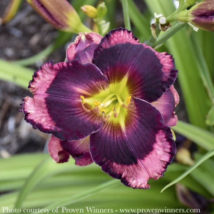 #1 Hemerocallis x PW Rainbow Rhythm &#39;Storm Shelter&#39;/ Mauve w/ Deep Purple Eye Daylily