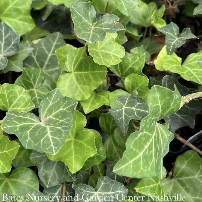 #2 STK Hedera helix/ English Ivy