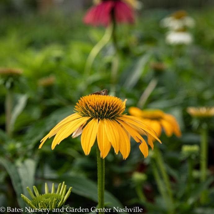#1 Echinacea x Cheyenne Spirit/ Coneflower