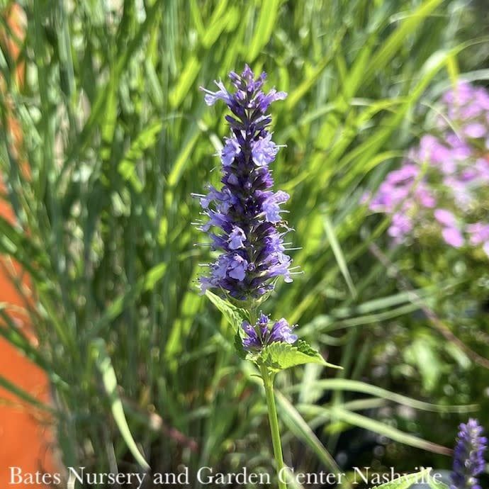 #1 Agastache rug x foe Black Adder/ Giant Hyssop