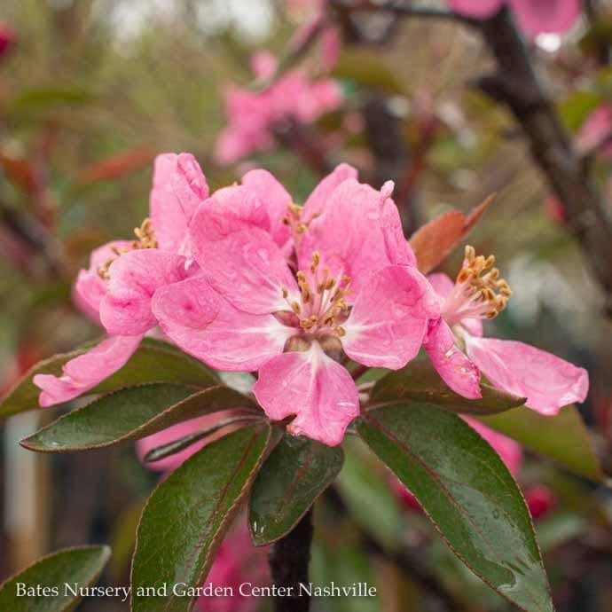 Edible #5 Malus Red Rome/ Semi-dwarf Apple