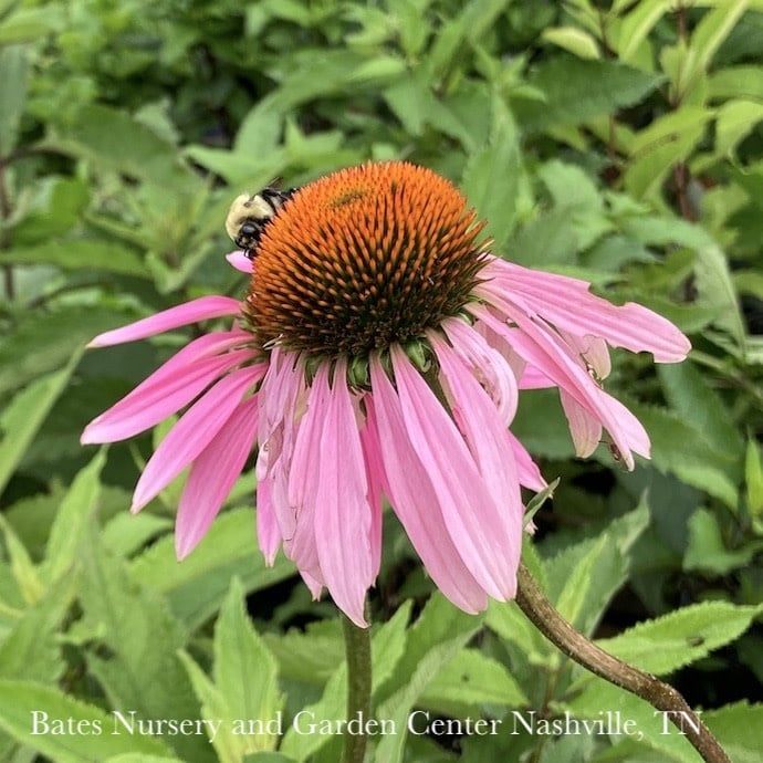 #1 Echinacea purpurea/ Coneflower Native (TN)